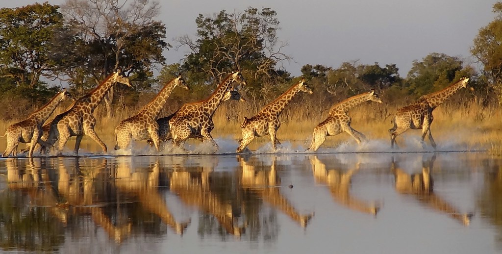 RAW Motswiri Horse Safaris