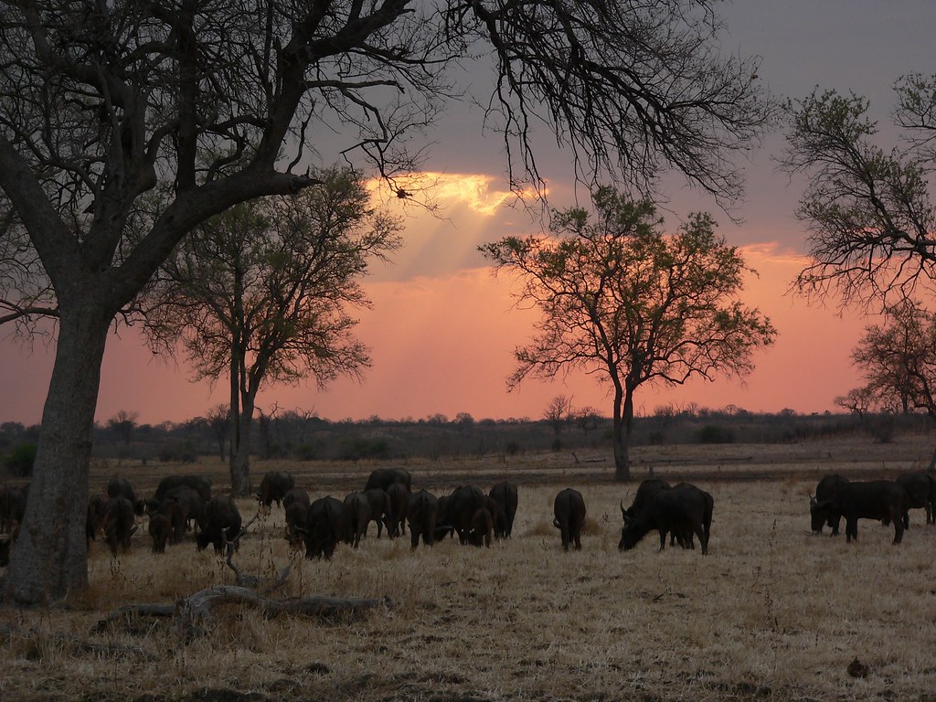 Zambia